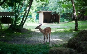 Нескучный сад