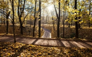 Нескучный сад