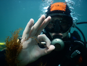 Ластоногие