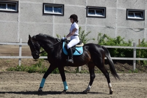 Лошади Дзержинский