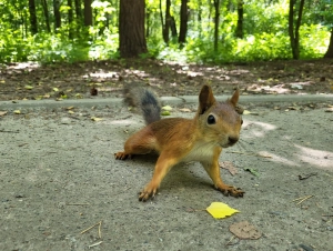 Алтуфьевский комплексный заказник