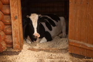 Контактная деревня