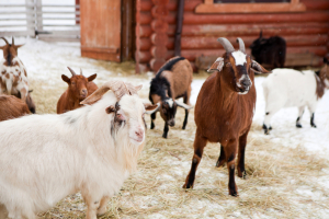 Контактная деревня