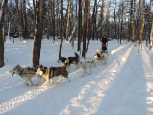 Хаски-парк Большое приключение с хаски