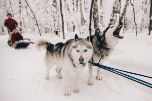 Хаски-парк Большое приключение с хаски