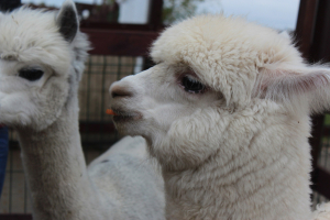 Российские альпаки