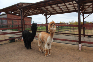 Российские альпаки