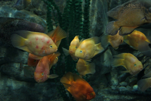 Sochi Discovery World Aquarium