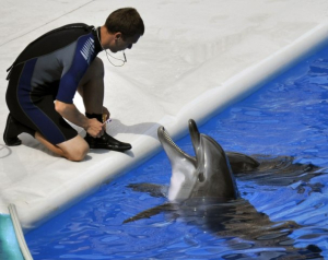 Адлерский дельфинарий