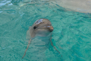 Адлерский дельфинарий