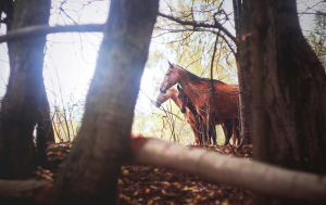Конный клуб 