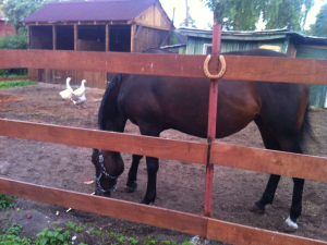 Конный клуб 