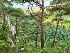 Орлиные скалы