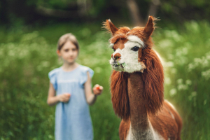 Альпака Парк