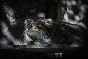 Московский зоопарк