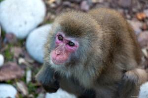 Московский зоопарк