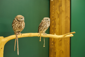 Совиный дом