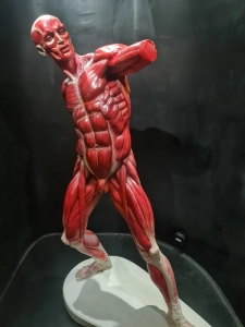 Музей «Внутри человека»