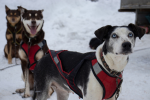 Этнопарк «Кочевник»