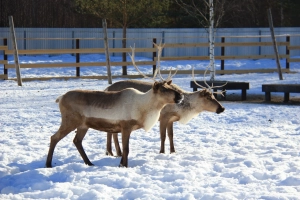 Северный олень