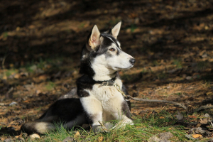 Клуб на хаски от Кузьминок ДО Аляски