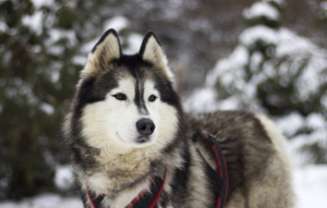 Клуб на хаски от Кузьминок ДО Аляски