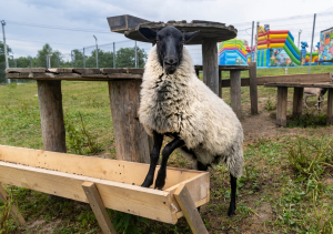 Зооферма Шихово