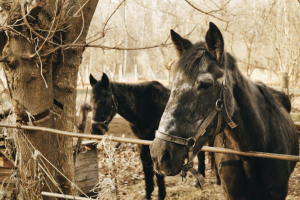 Конный двор Яуза