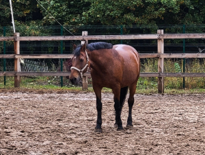 Конный двор Яуза