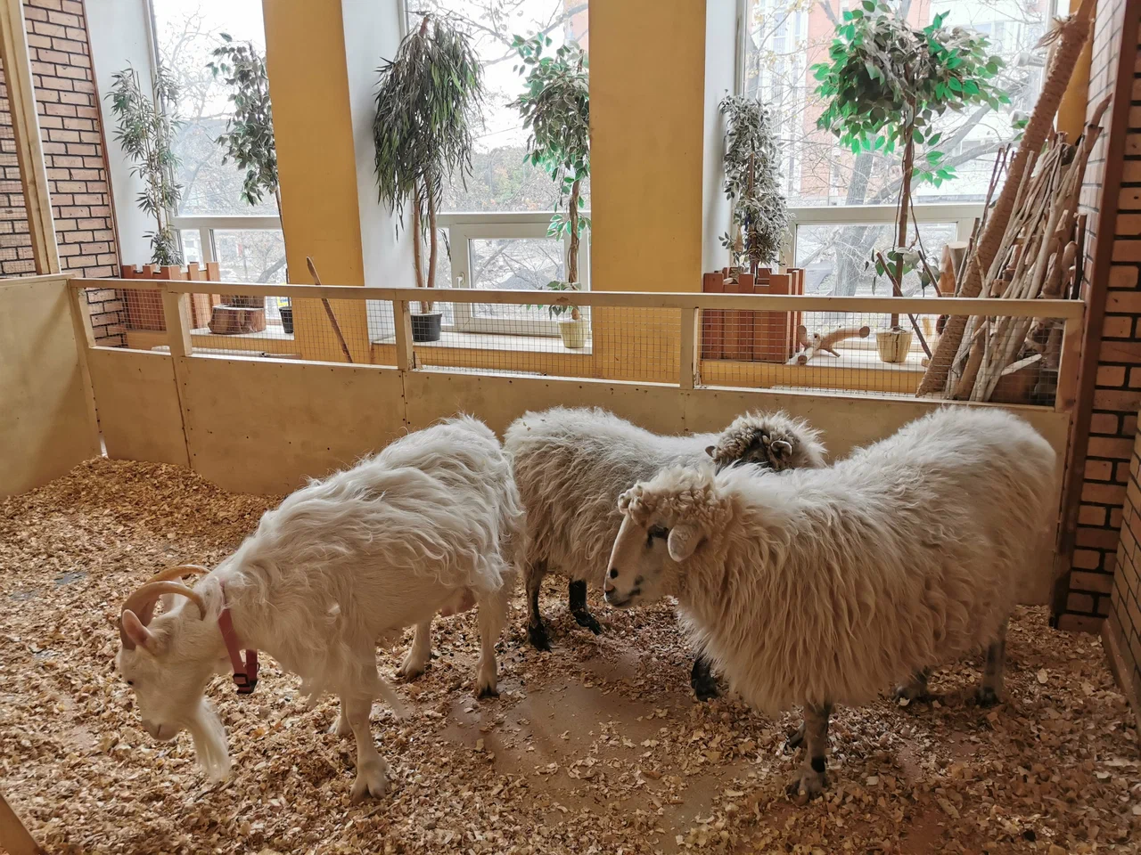 Страна ЕнотиЯ