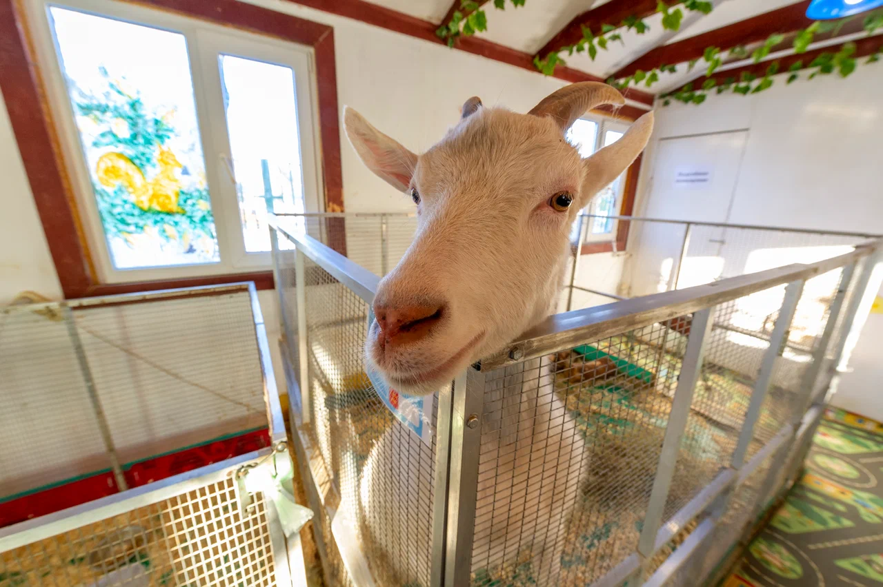 Контактный зоопарк ZOO-mini