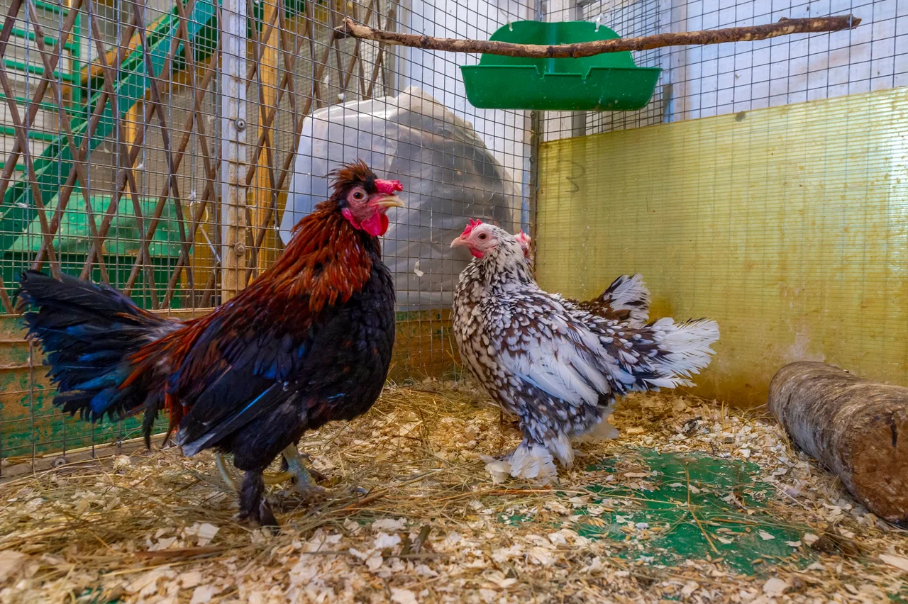 Контактный зоопарк ZOO-mini