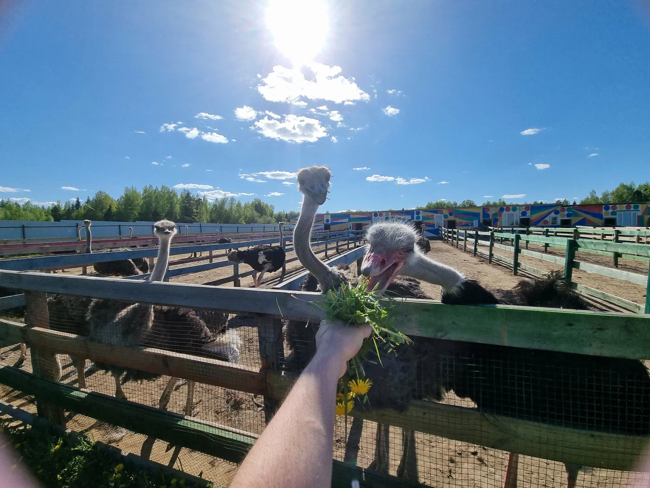 Страусленд - страусиная ферма в Подмосковье