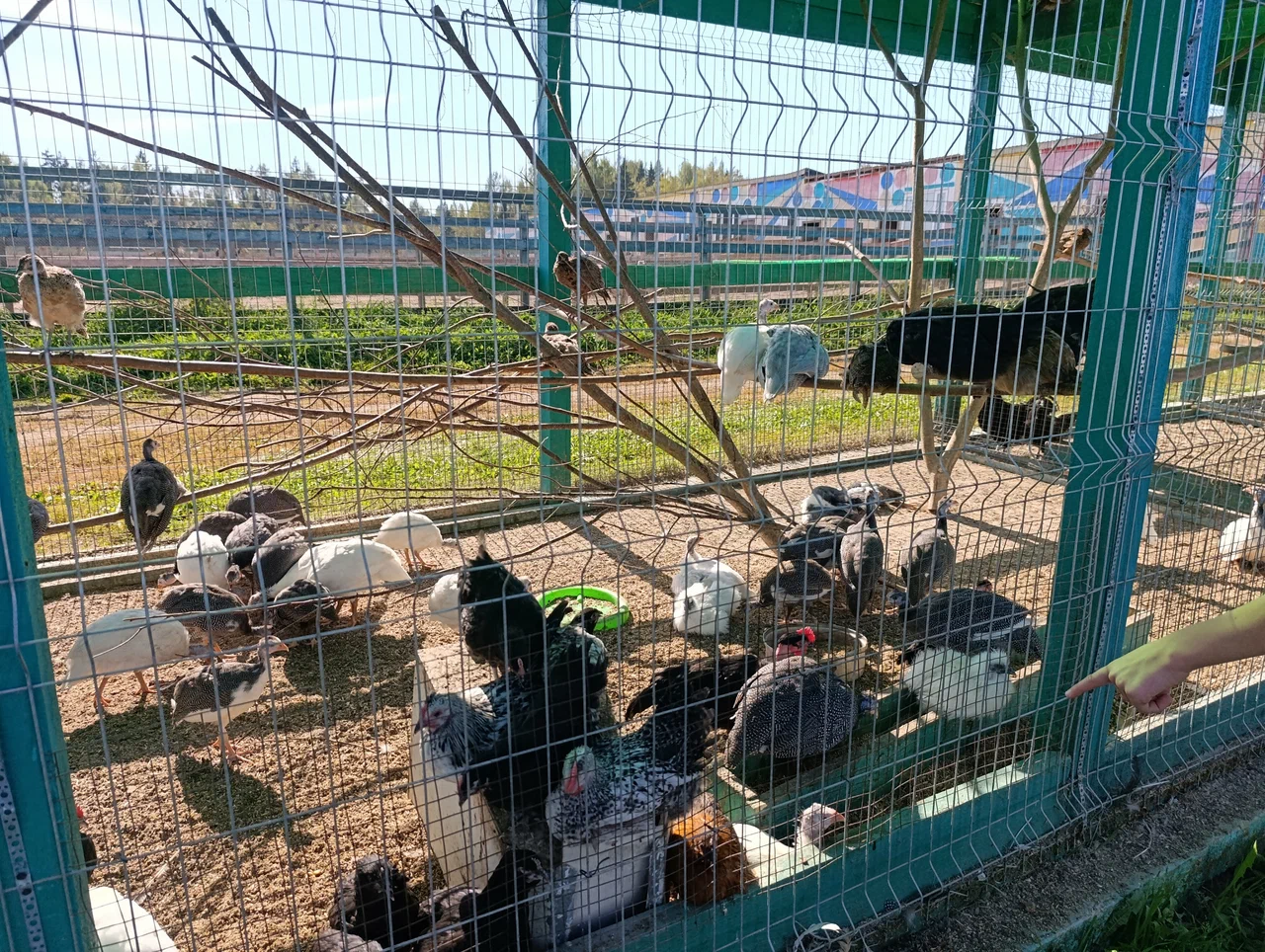 Страусленд - страусиная ферма в Подмосковье