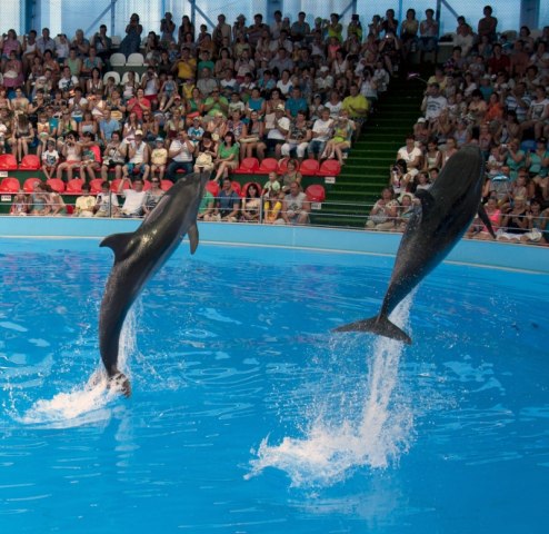 Адлерский дельфинарий