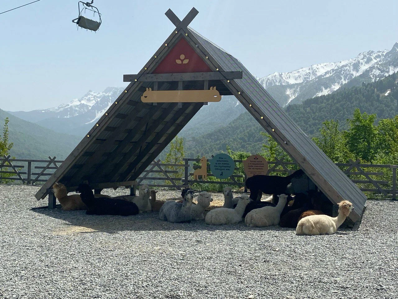 Парк альпак 