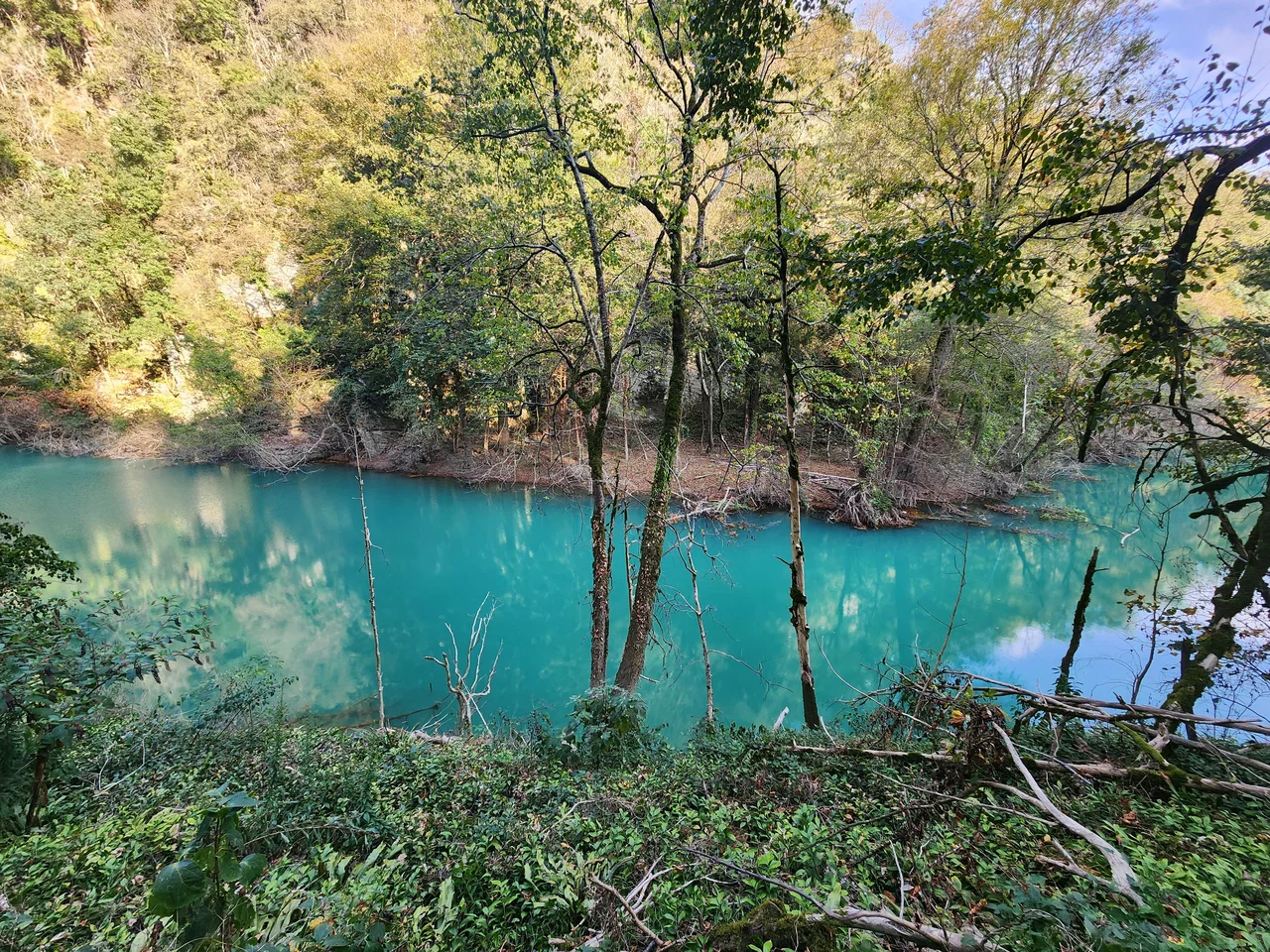 Тисо-самшитовая роща