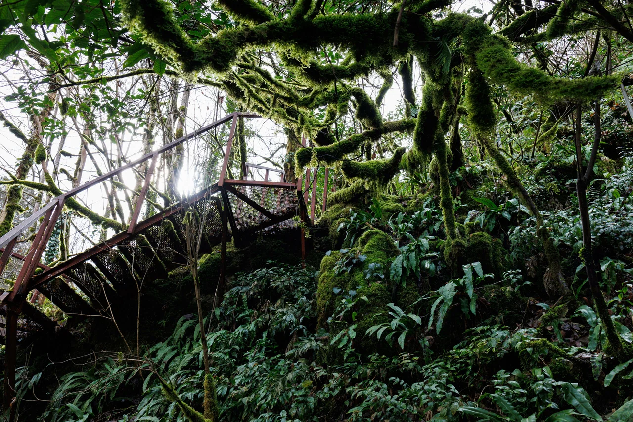 Тисо-самшитовая роща