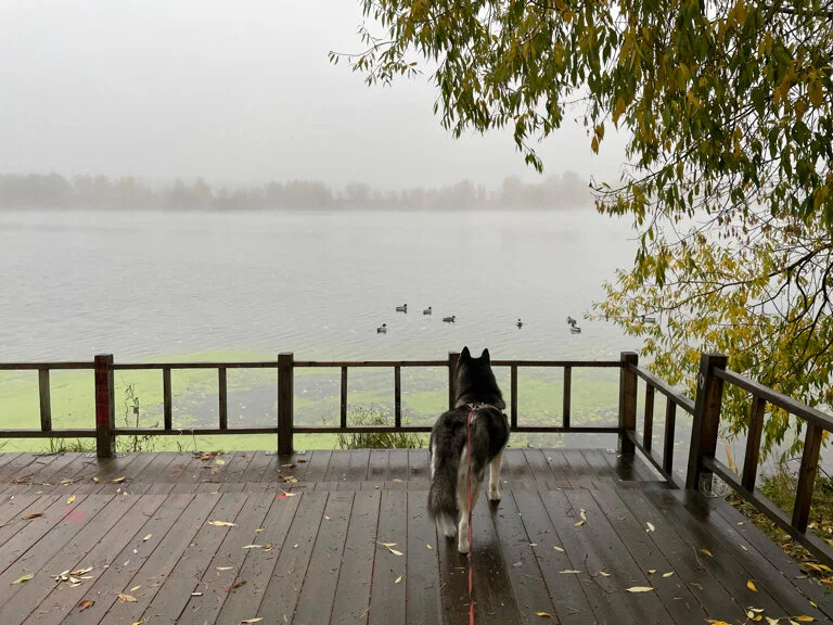 Русское деревянное зодчество