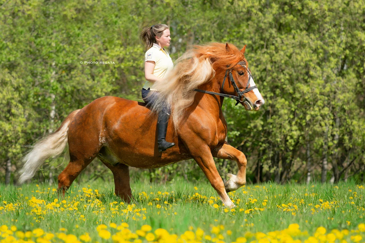 Иппофэмили