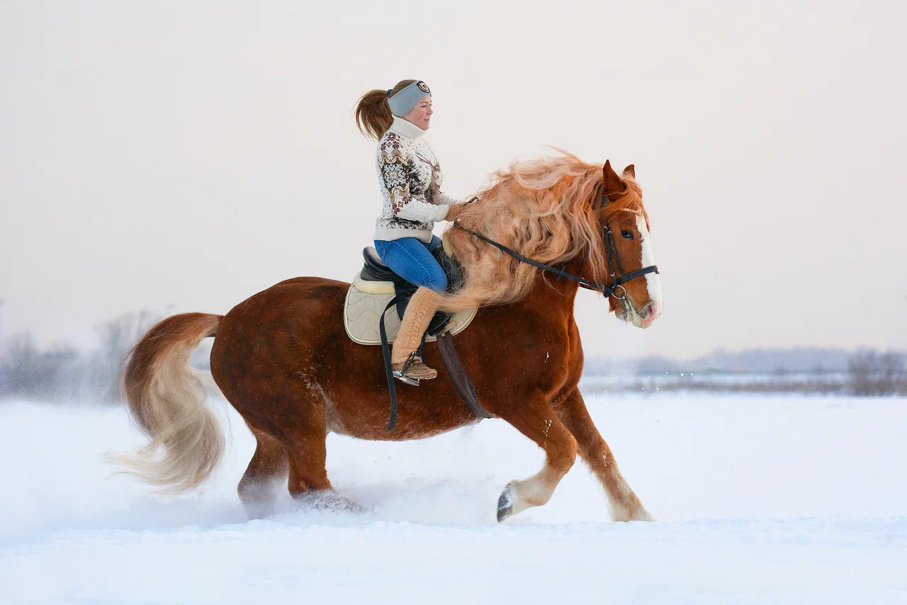 Иппофэмили