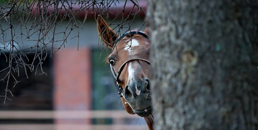 Эквилан Спорт