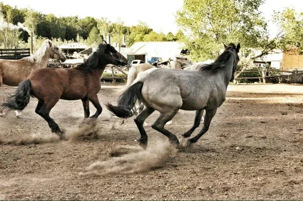 Соловьиная роща