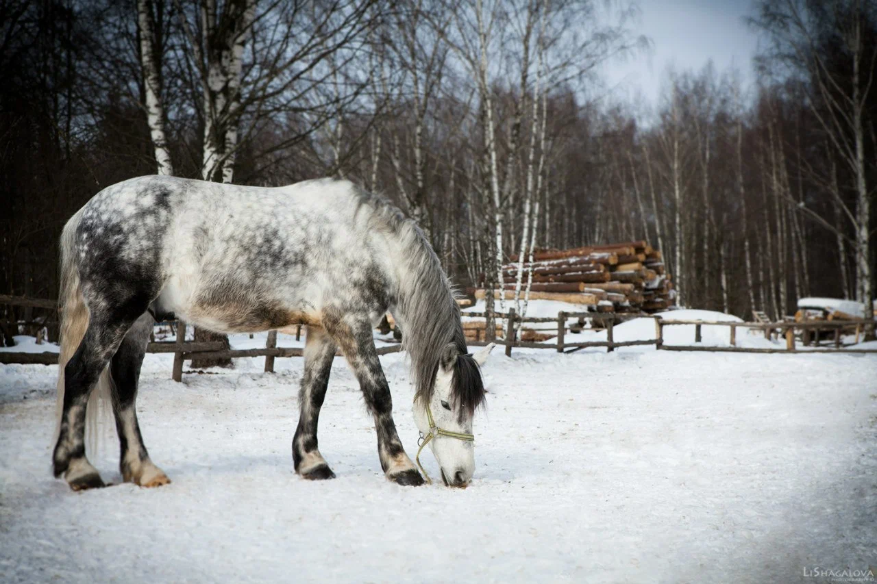 Соловьиная роща