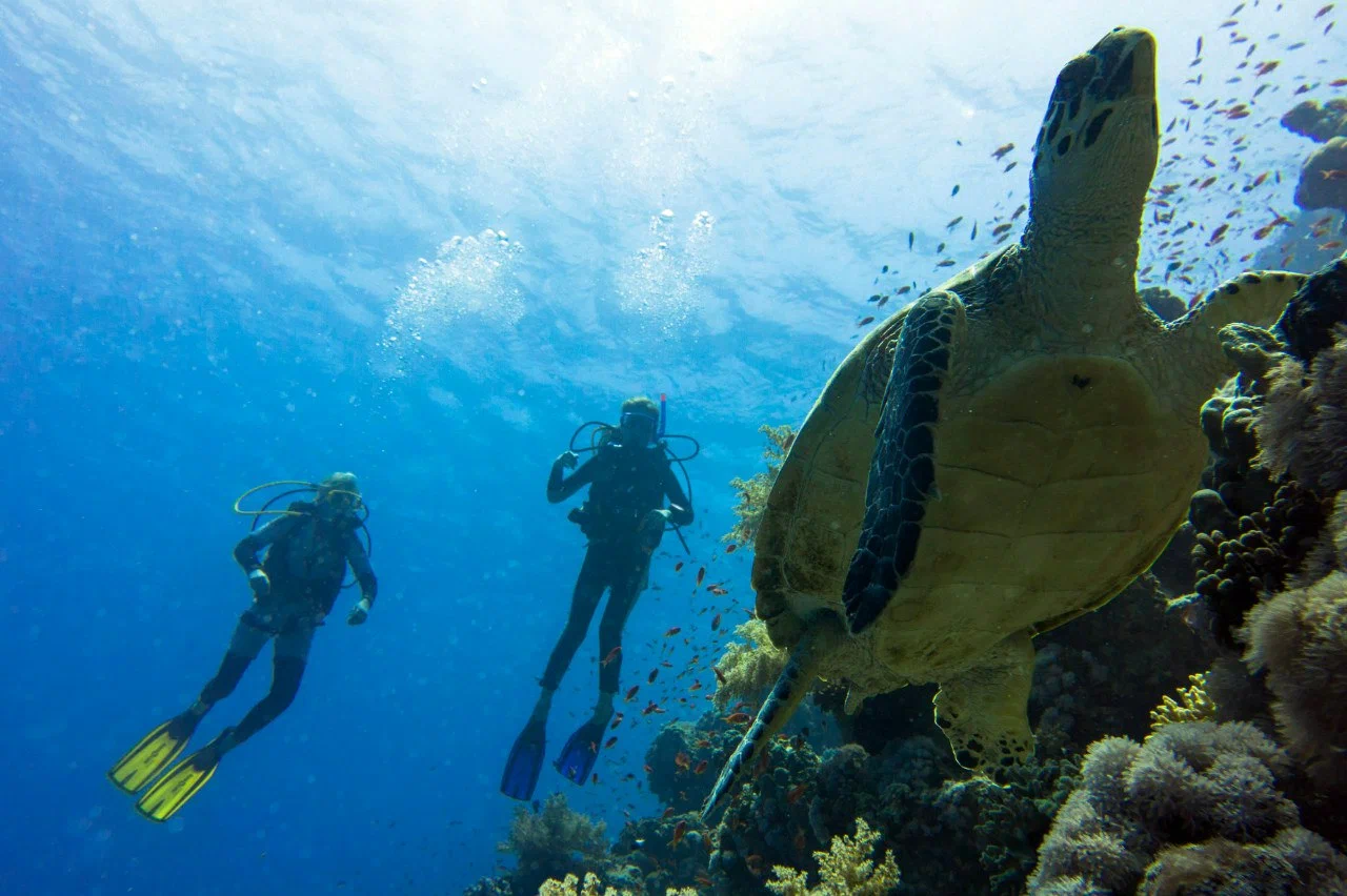 Морские ангелы