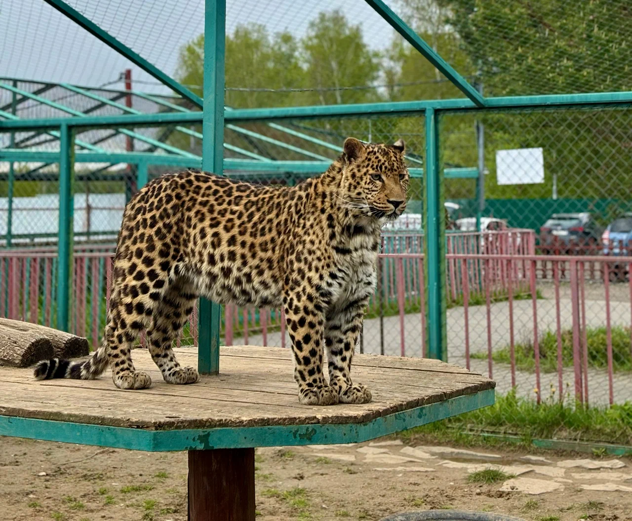 Планета обезьян