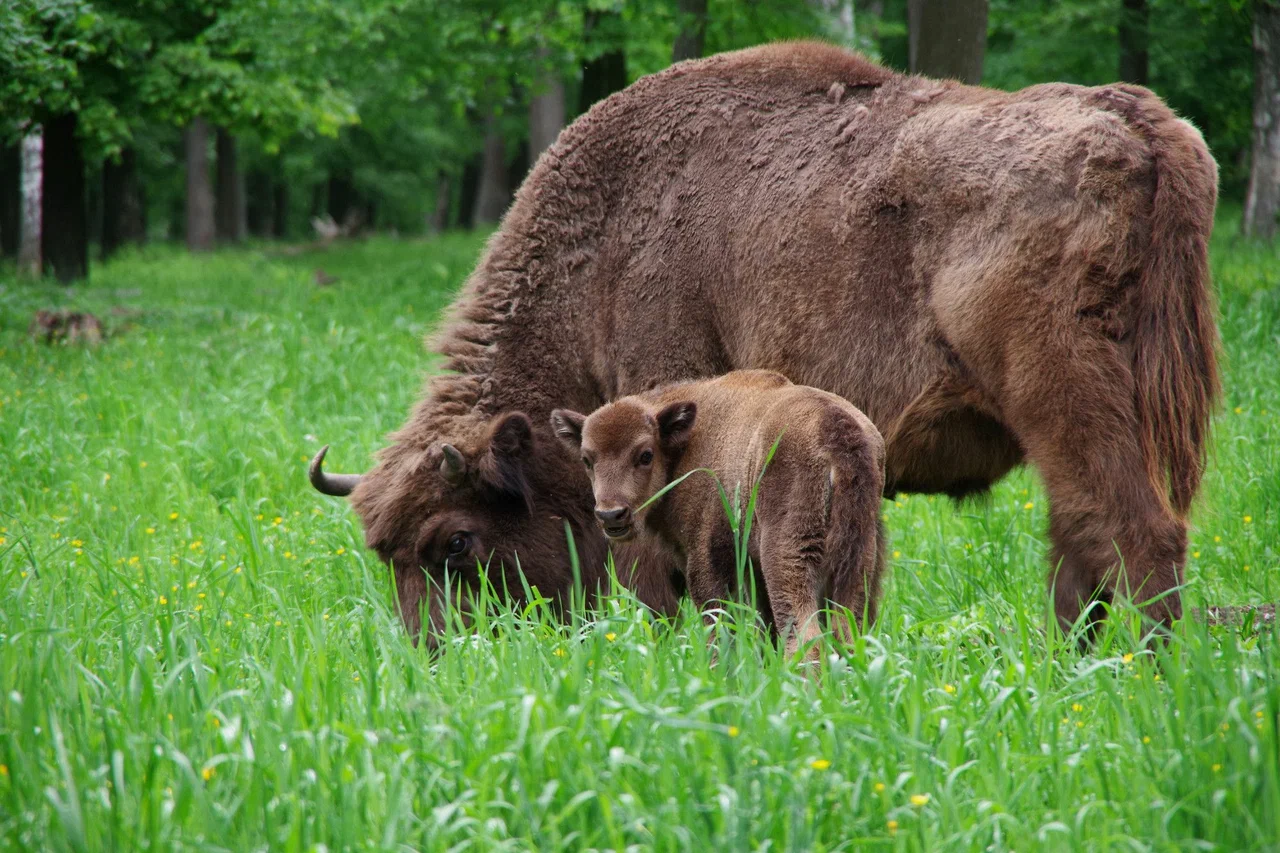 Приокско-террасный государственный заповедник