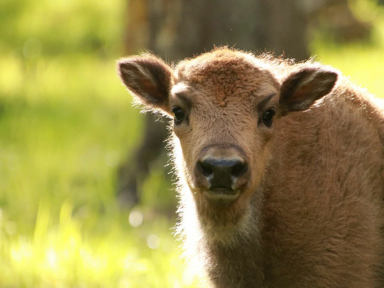 Приокско-террасный государственный заповедник