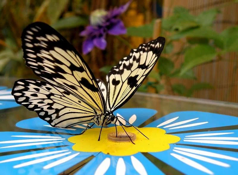 Дом бабочек, Муравьёв и Рептилий