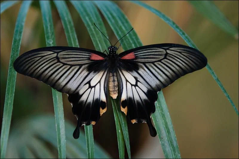 Дом бабочек, Муравьёв и Рептилий